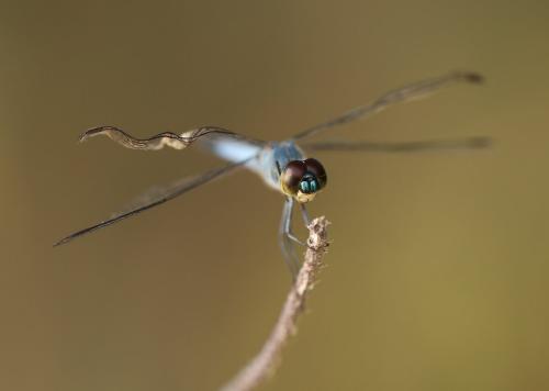 Aethriamanta gracilis